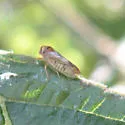 Oncopsis californica - photo 3