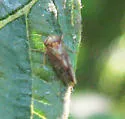 Oncopsis californica - photo 4