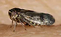 Oncopsis cinctifrons