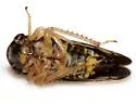 Oncopsis cinctifrons - photo 2