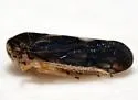 Oncopsis cinctifrons - photo 3