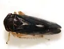 Oncopsis cinctifrons - photo 4
