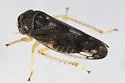 Oncopsis cinctifrons - photo 5
