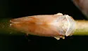 Oncopsis citra