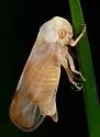 Oncopsis citra - photo 2