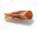 Oncopsis citra - photo 4