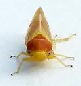 Oncopsis citra - photo 5