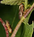 Oncopsis citrella