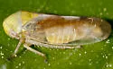 Oncopsis citrella - photo 2