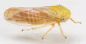 Oncopsis citrella - photo 3