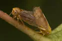 Oncopsis citrella - photo 4