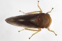 Oncopsis citrella - photo 5