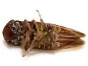 Oncopsis concurrens - photo 2