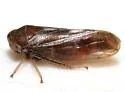 Oncopsis concurrens - photo 3