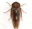 Oncopsis concurrens - photo 4