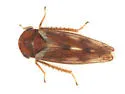 Oncopsis crispae