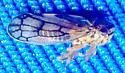 Oncopsis crispae - photo 2