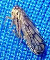 Oncopsis crispae - photo 3