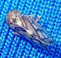 Oncopsis crispae - photo 4
