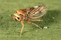 Oncopsis deluda - Oncopsis deluda