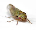 Oncopsis deluda - photo 3