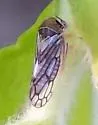 Oncopsis deluda - photo 4