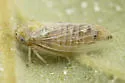 Oncopsis deluda - photo 5