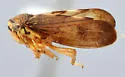 Oncopsis dentata