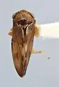 Oncopsis dentata - photo 2