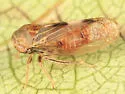 Oncopsis dorsalis
