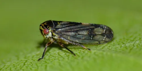Oncopsis flavicollis