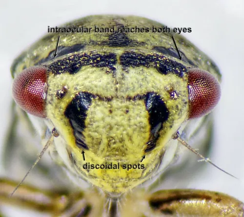 Oncopsis flavicollis - photo 2