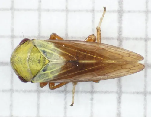 Oncopsis flavicollis - photo 3