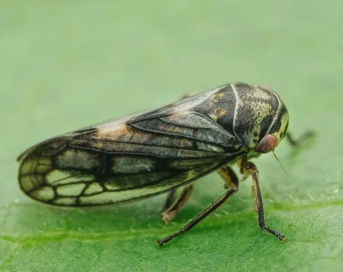 Oncopsis flavicollis - photo 4