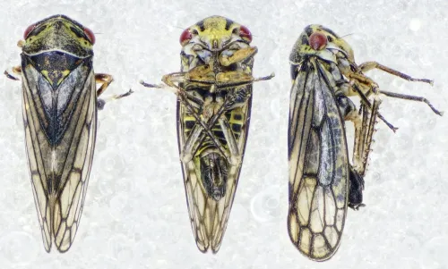 Oncopsis flavicollis - photo 5