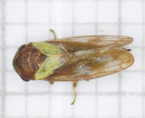 Oncopsis flavicollis - photo 6