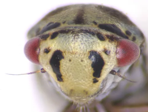 Oncopsis flavicollis - photo 7