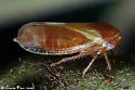 Oncopsis flavidorsum
