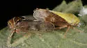 Oncopsis flavidorsum - photo 3