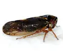 Oncopsis flavidorsum - photo 4