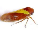 Oncopsis flavidorsum - photo 5