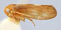 Oncopsis incidens