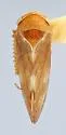 Oncopsis incidens - photo 2