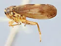 Oncopsis infumata