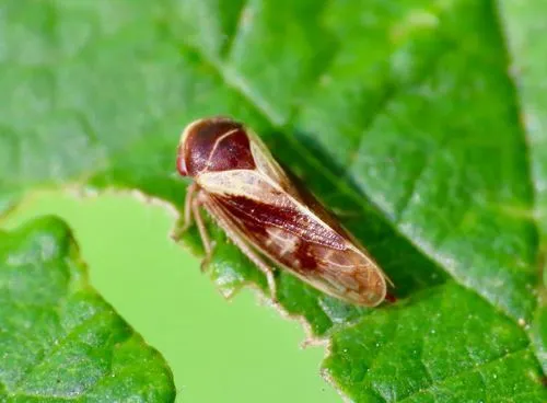 Oncopsis interior