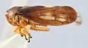 Oncopsis juno