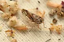 Oncopsis lata