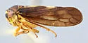 Oncopsis marilynae