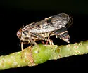 Oncopsis minor - photo 2