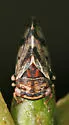 Oncopsis minor - photo 3
